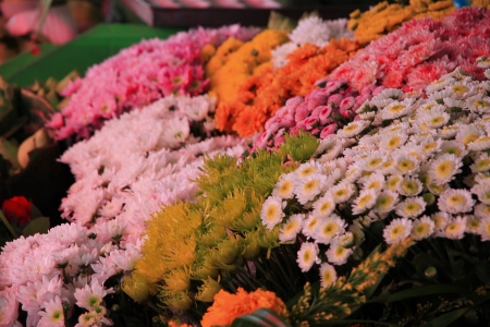 Flower variety of species の写真素材