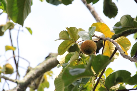 Santol の写真素材