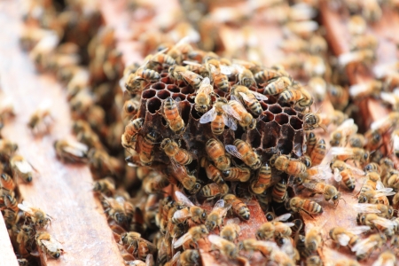 Honeycombの写真素材