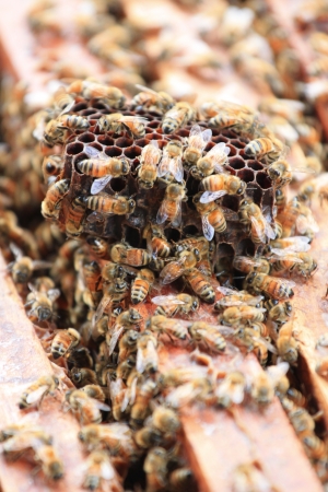 Honeycombの写真素材