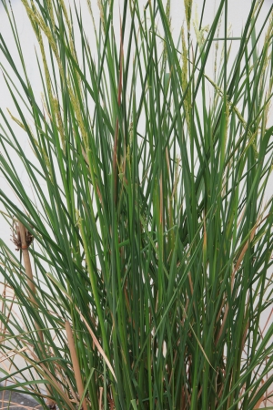 Grains of rice It has a lot of grain の写真素材