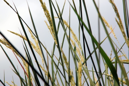 Grains of rice It has a lot of grain の写真素材