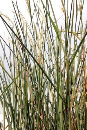 Grains of rice It has a lot of grain の写真素材