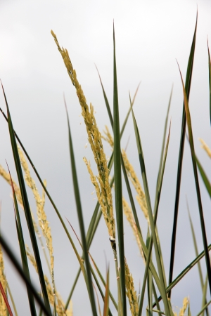Grains of rice It has a lot of grain の写真素材