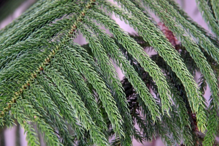 Zoom in Nolfolk island pine leafの写真素材