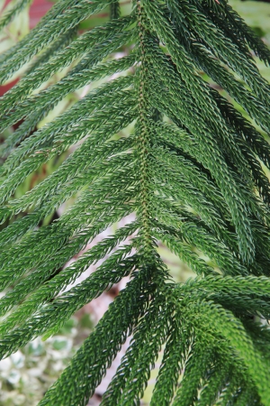 Zoom in Nolfolk island pine leafの写真素材