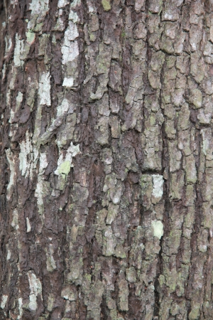The old tree barkの写真素材
