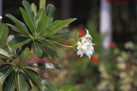 Plumeria tree in the Gardenの写真素材