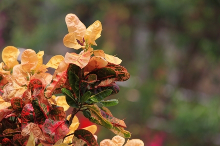 Croton leaf in the Gardenの写真素材
