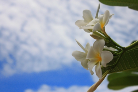 Plumeria bouquet of beautiful flowersの写真素材