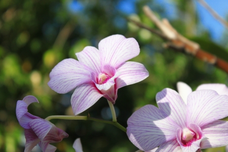 Forest Orchid White with pink の写真素材