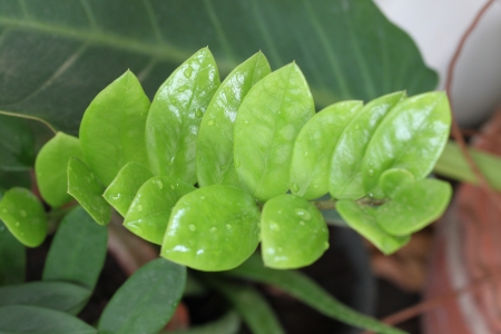Green leaves are stacked in rows の写真素材