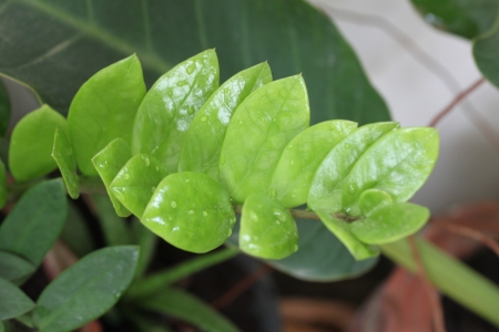 Green leaves are stacked in rows の写真素材