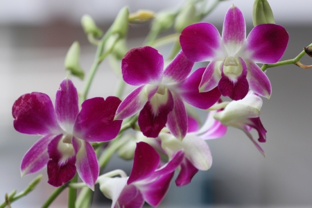 white and pink wild orchid flowers の写真素材
