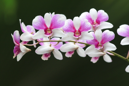 white and pink wild orchid flowers の写真素材