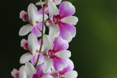 white and pink wild orchid flowers の写真素材
