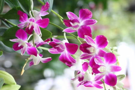 Many Pink wild orchid flowers の写真素材