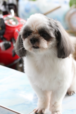 The dog shizu  re sitting with great interest の写真素材