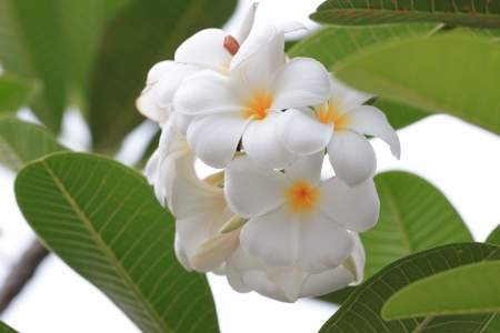 White Frangipanis or plumeria in natural leavesの写真素材