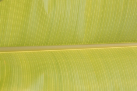  Light green Banana leafの写真素材