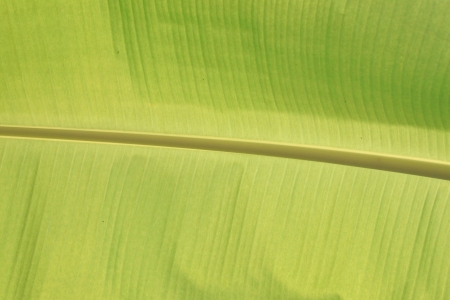The green Banana leafの写真素材