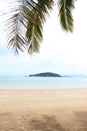 Coconut of Seaside in Bright blue skyの写真素材