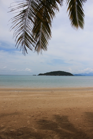 Coconut of Seaside in Bright blue skyの写真素材