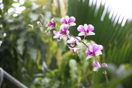 Zoom The White orchid purple and green Backgrounds の写真素材
