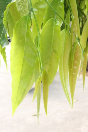 Fresh green leaves of an Thailand Wood の写真素材