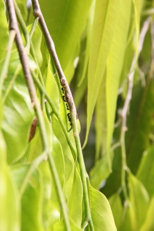 The green Leaves and Branch  A Leaf is looking beautiful の写真素材