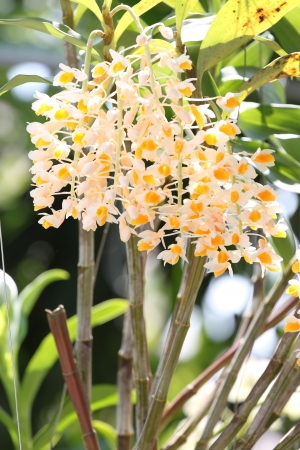 The Yellow orchid This is exposure to sunlight shines.の写真素材