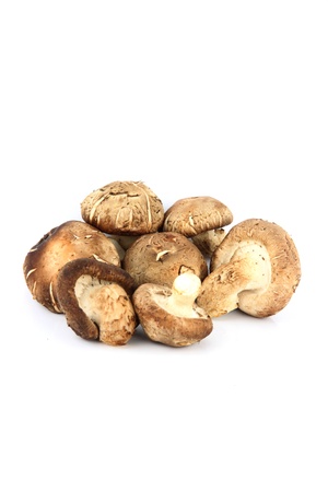 The Shiitake Mushrooms on the white Background.の写真素材