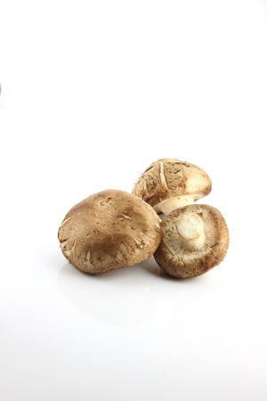 The Shiitake Mushrooms on the white Background.の写真素材