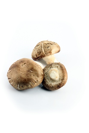 The Shiitake Mushrooms on the white Background の写真素材