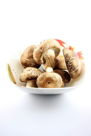 The Shiitake Mushrooms on the white Background の写真素材