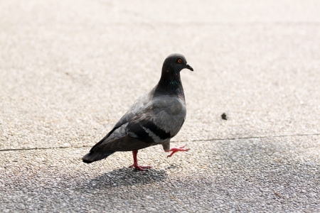 The Pigeon of bird,It Park in Thailand.の写真素材