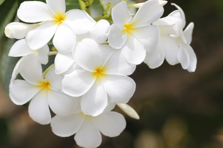 A bunch white flower in the garden Park の写真素材