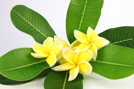 Yellow frangipani colors and leaves on a white background の写真素材