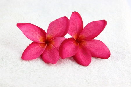 Red flowers with white towel on white background の写真素材