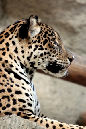 Side of leopard was watching prey 