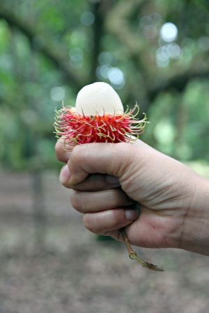 Hand hold a Rambutan fruitの写真素材