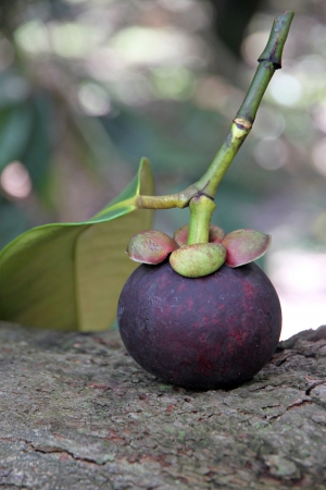Mangosteen is a fruit that has a sweet taste,Domestic fruits in Thailand.の写真素材