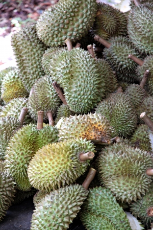 Dump Durian from Thailand is Fruit with a strong smell.の写真素材