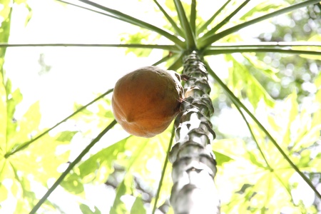 The Ripe Papaya fruit on the tree.