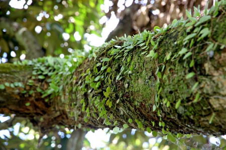 small Vine leaves growing on the branches of large tree.の写真素材