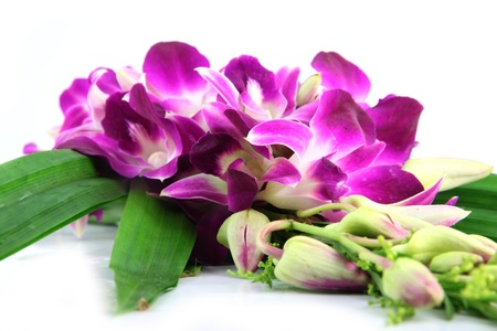 The Bouquet of purple orchids on white Background.の写真素材