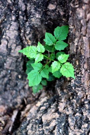 The Small tree that grows near a large tree in the garden.の写真素材