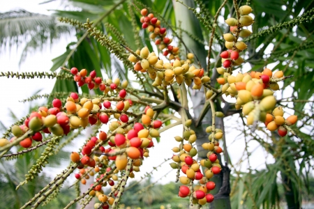 Areca catechu tree and Fruit have Colorful 