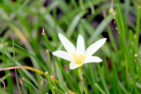 The Picture focus white flower in the garden.の写真素材