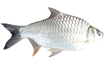 The Barb of Cyprinidae fish on white  の写真素材